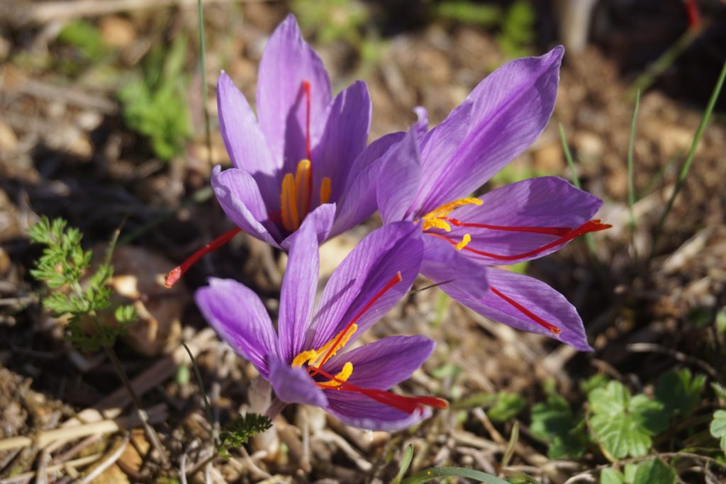 fiori di zafferano