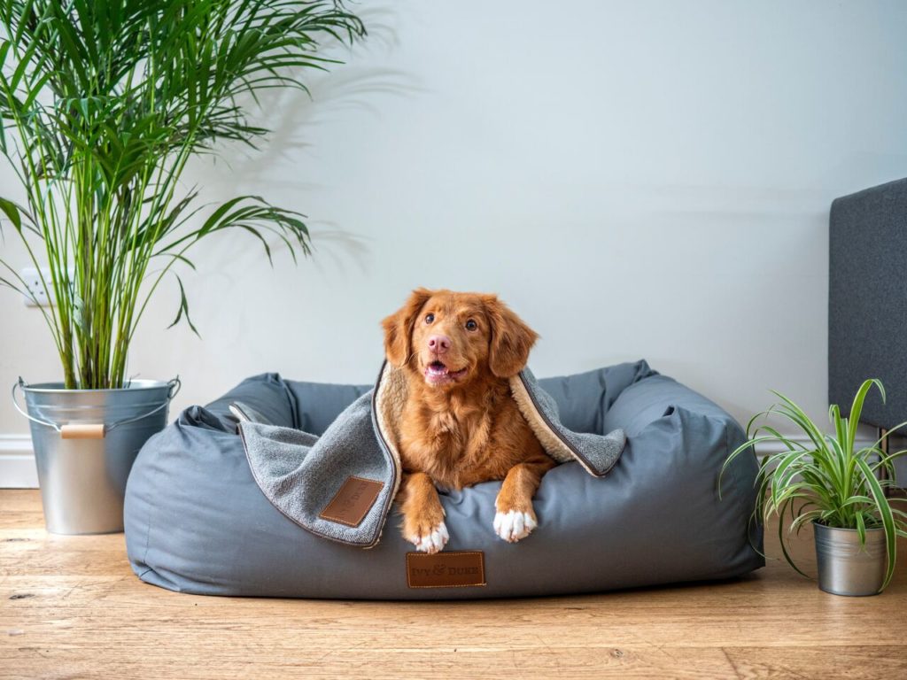 cani in condominio le regole d'oro