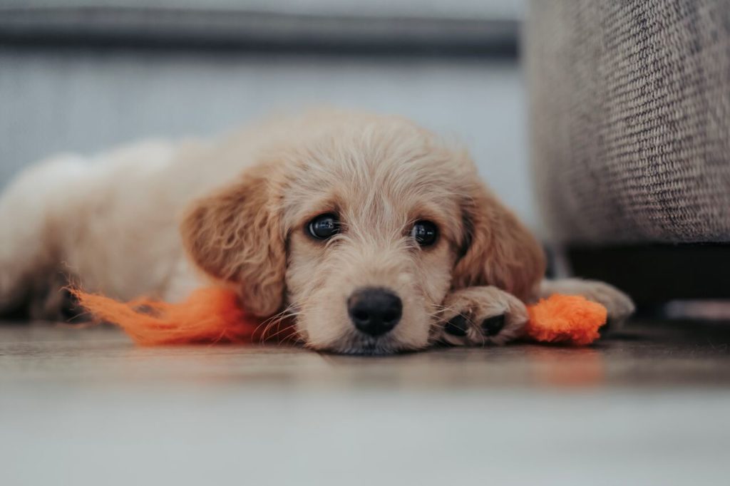 cani in condominio le regole d'oro