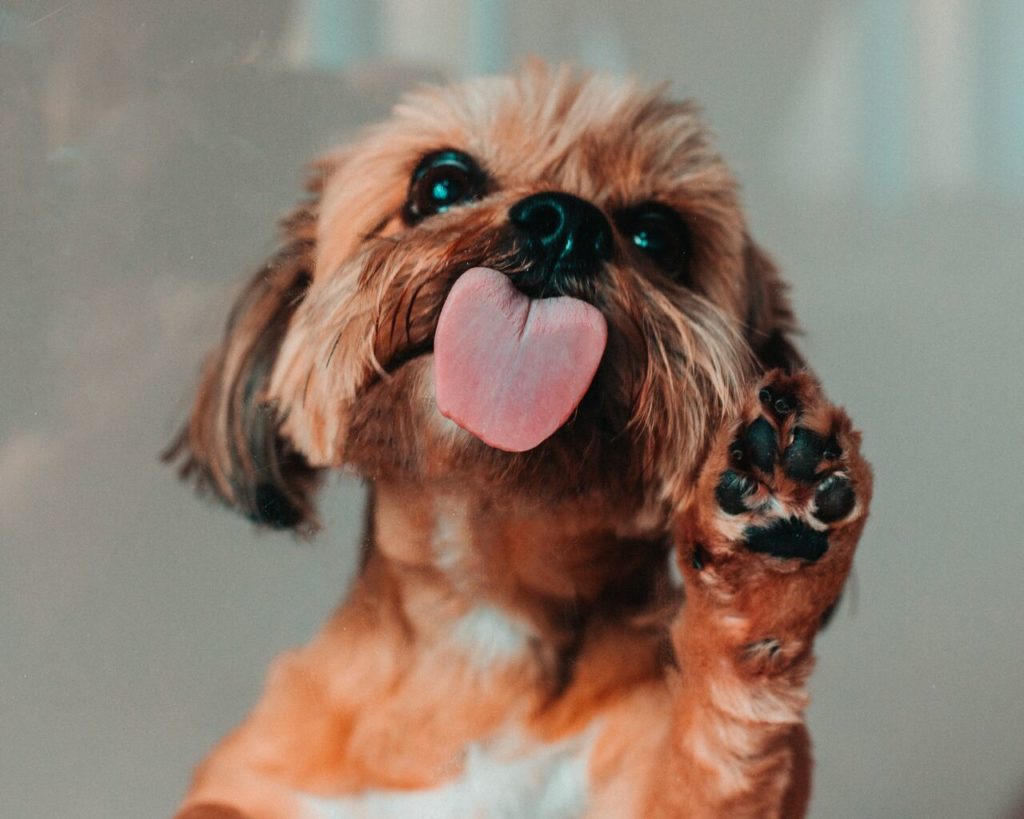 cani in condominio le regole d'oro
