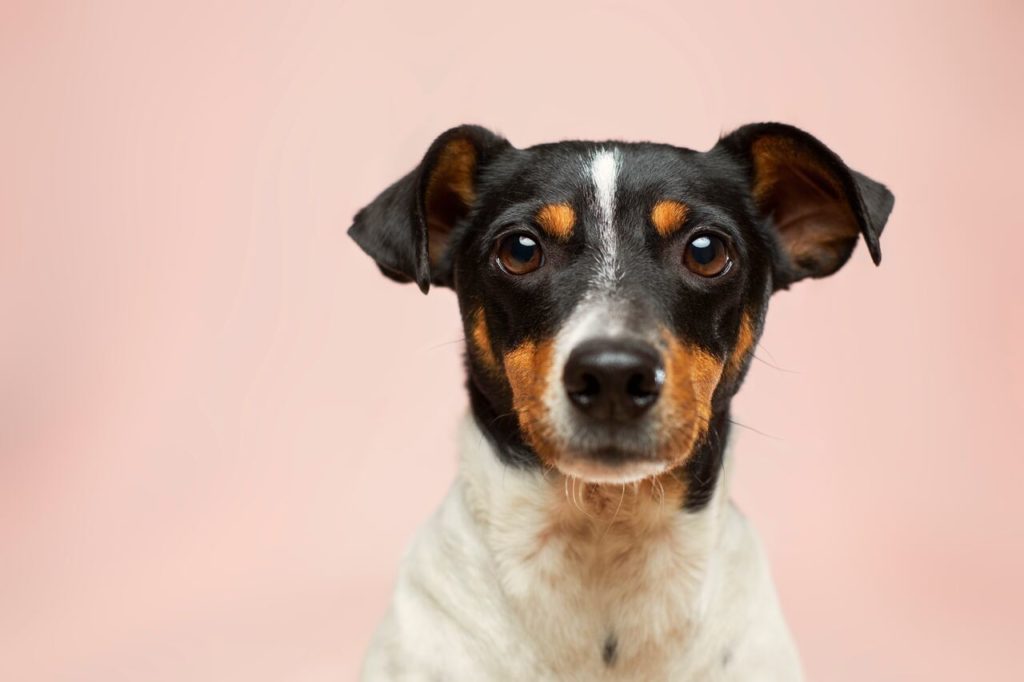 cani in condominio le regole d'oro
