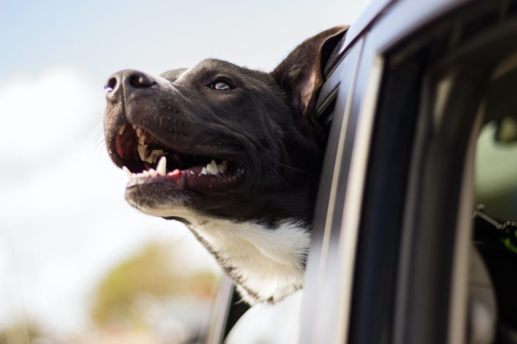 cani in auto consigli