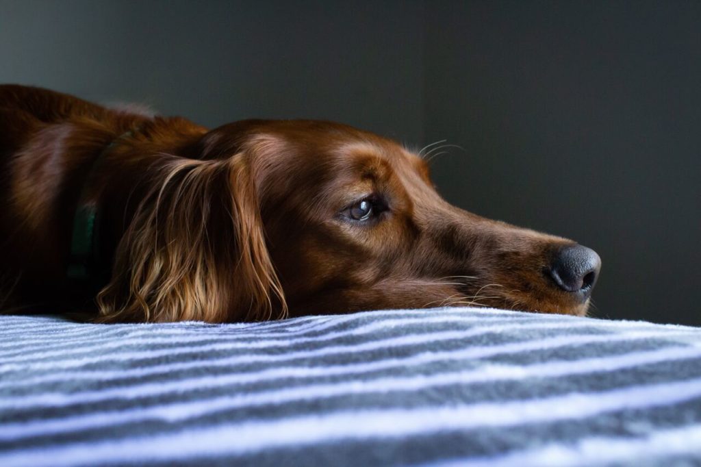 setter irlandese