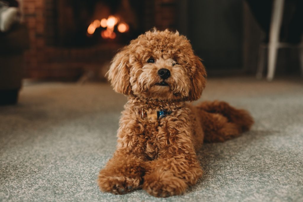 cani ipoallergenici: il barboncino