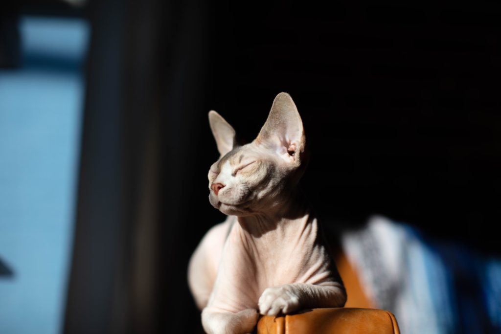 fatti ipoallergenici: lo sphynx