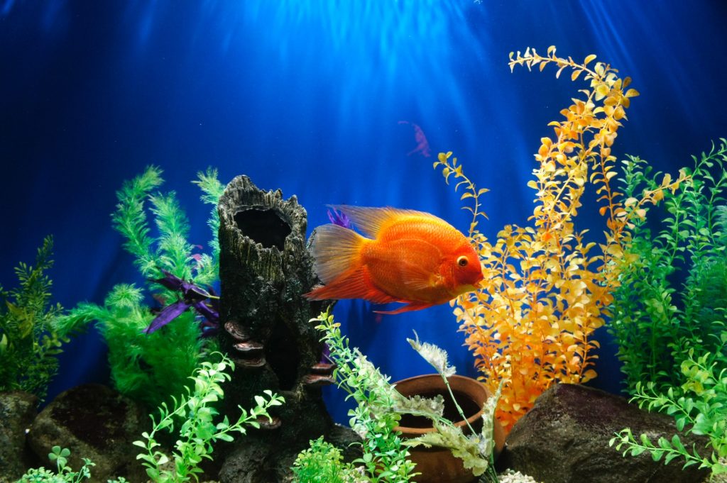 acquario