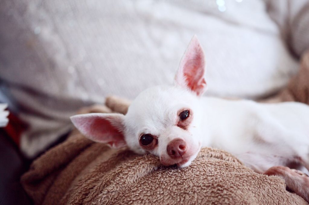 Vademecum su come adottare un animale domestico