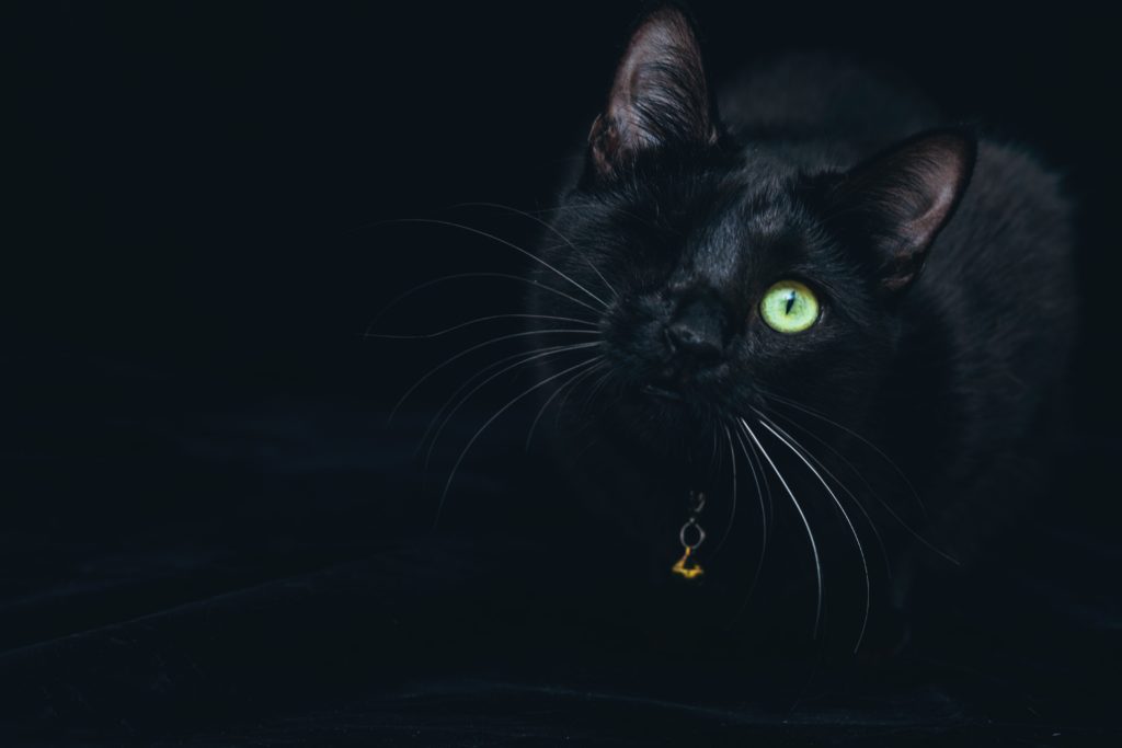adottare un animale domestico