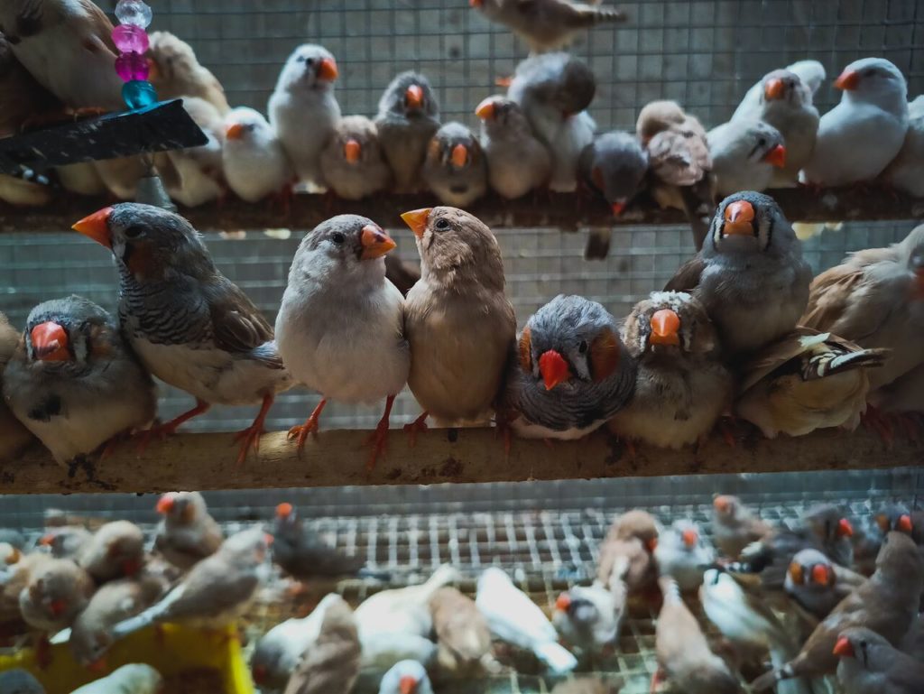 Vademecum su come adottare un animale domestico