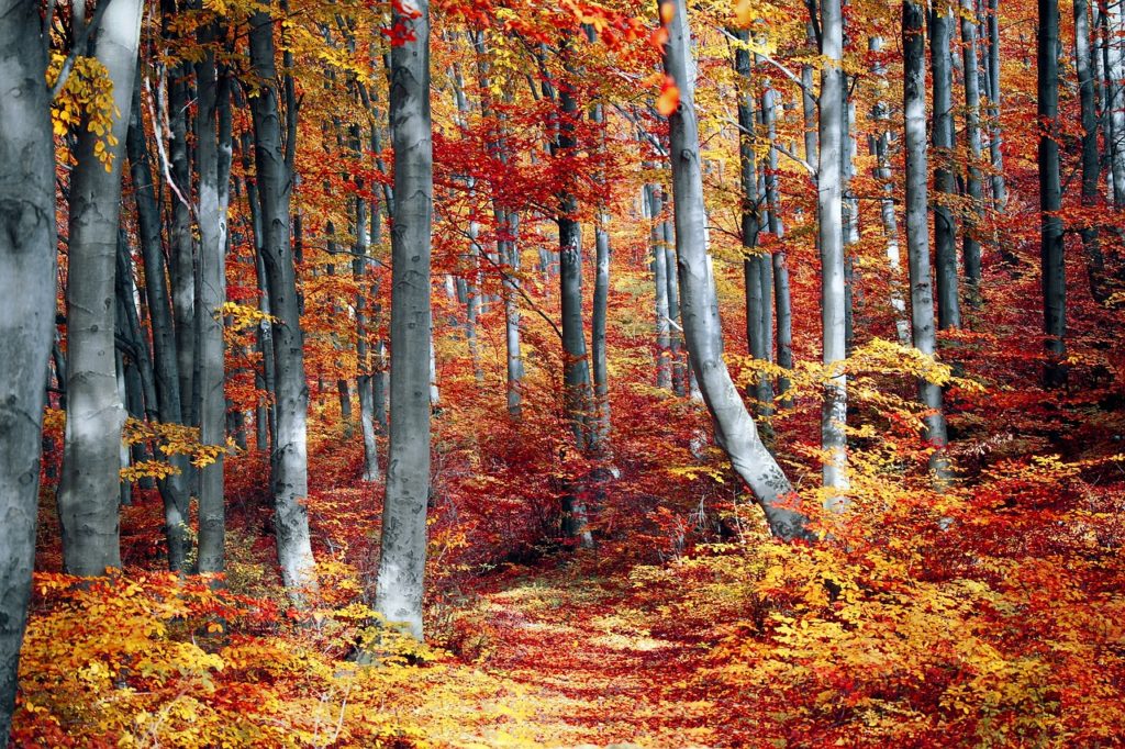 Val d'Orcia foliage