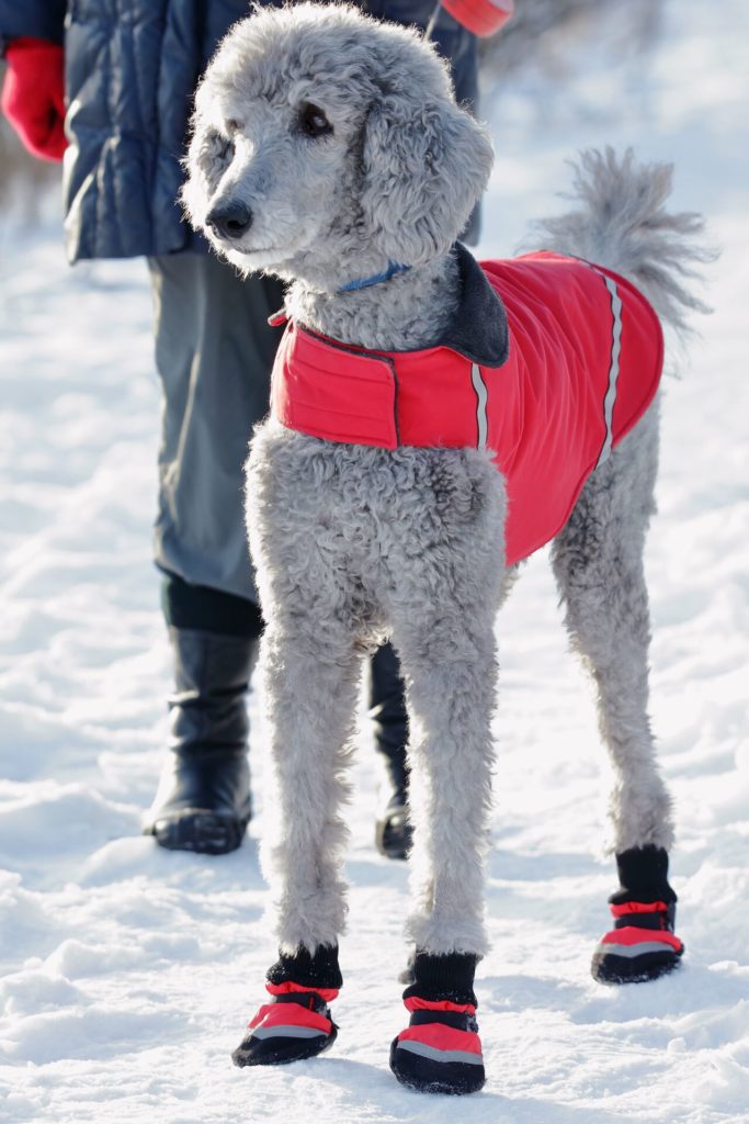 Come preparare il vostro animale all’arrivo dell’inverno