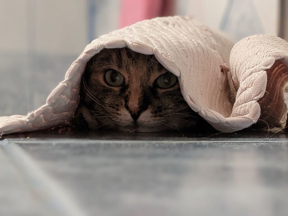 Come preparare il vostro animale all’arrivo dell’inverno