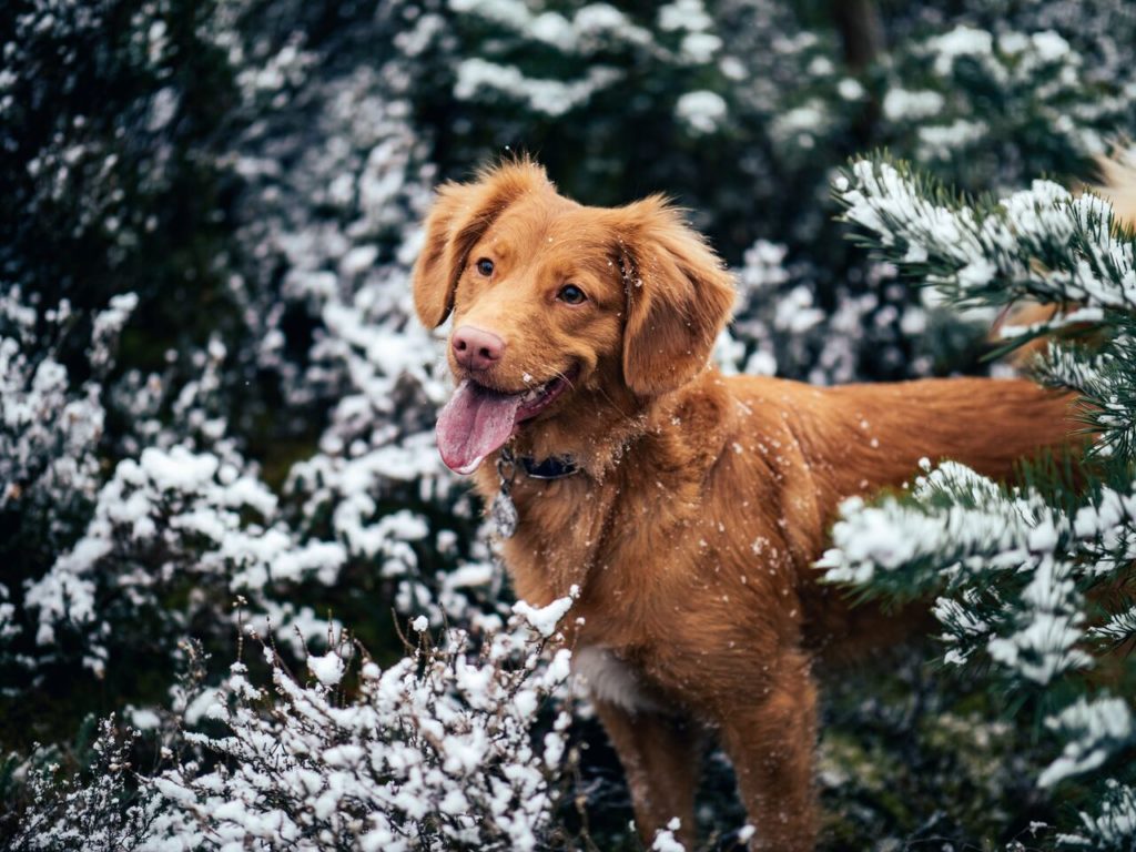 Come preparare il vostro animale all’arrivo dell’inverno