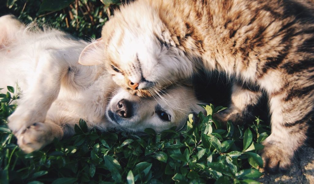 Botti di Capodanno come proteggere i nostri amici animali