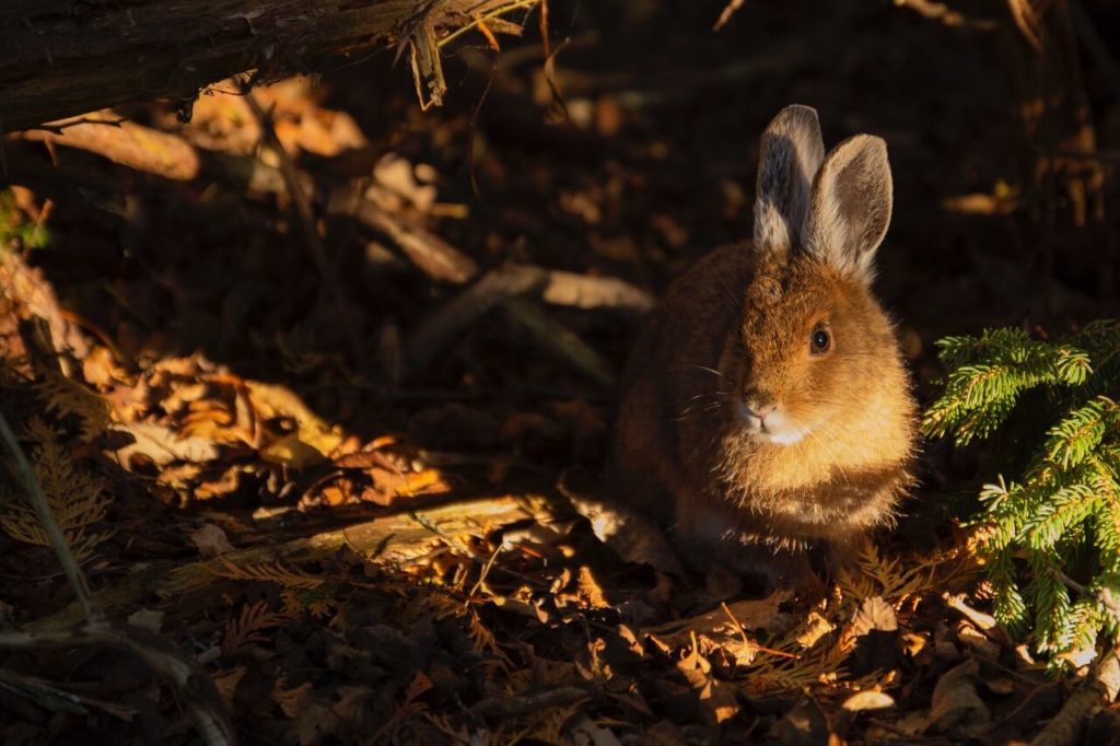 Botti di Capodanno come proteggere i nostri amici animali