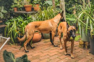 Tutto sul Pastore Belga Malinois