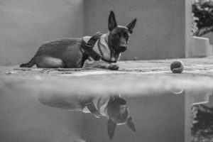 Tutto sul Pastore Belga Malinois