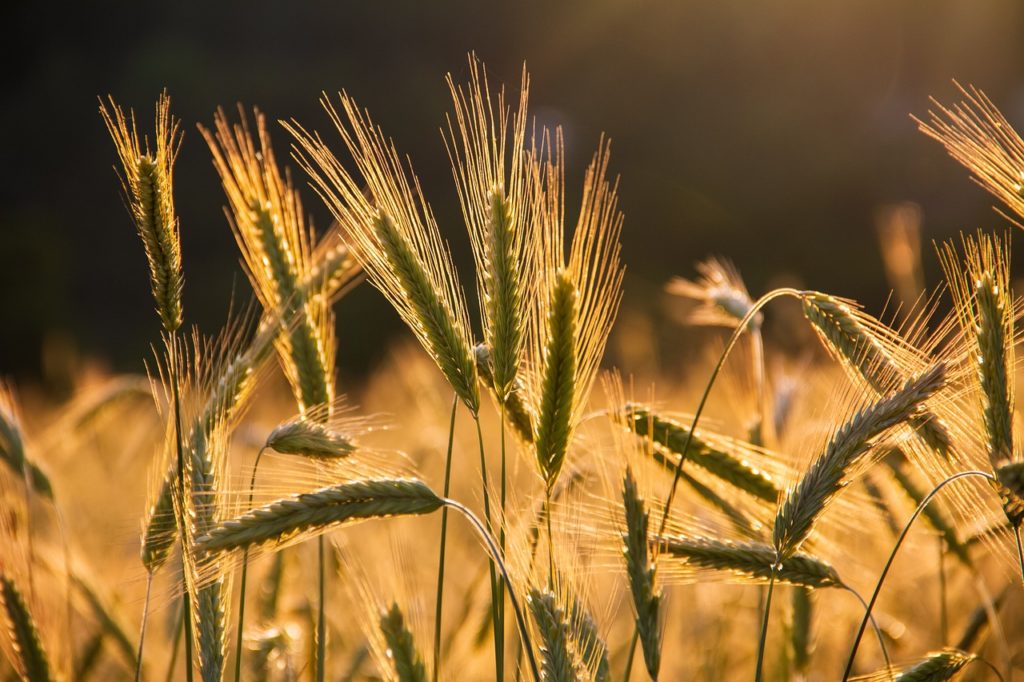 ambito agroalimentare