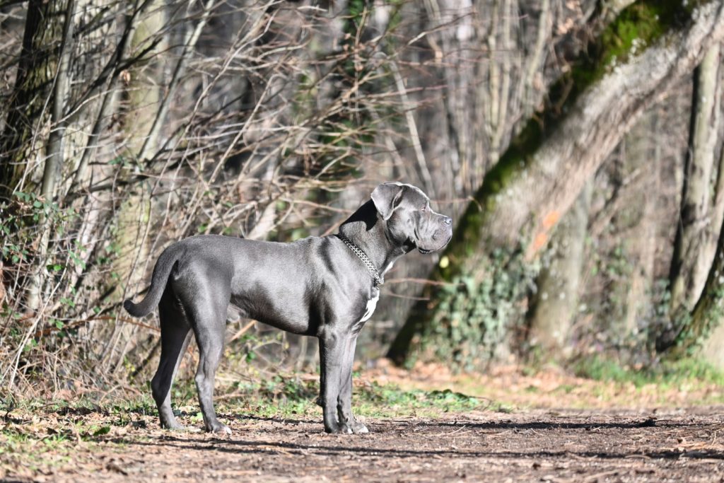 Cane corso