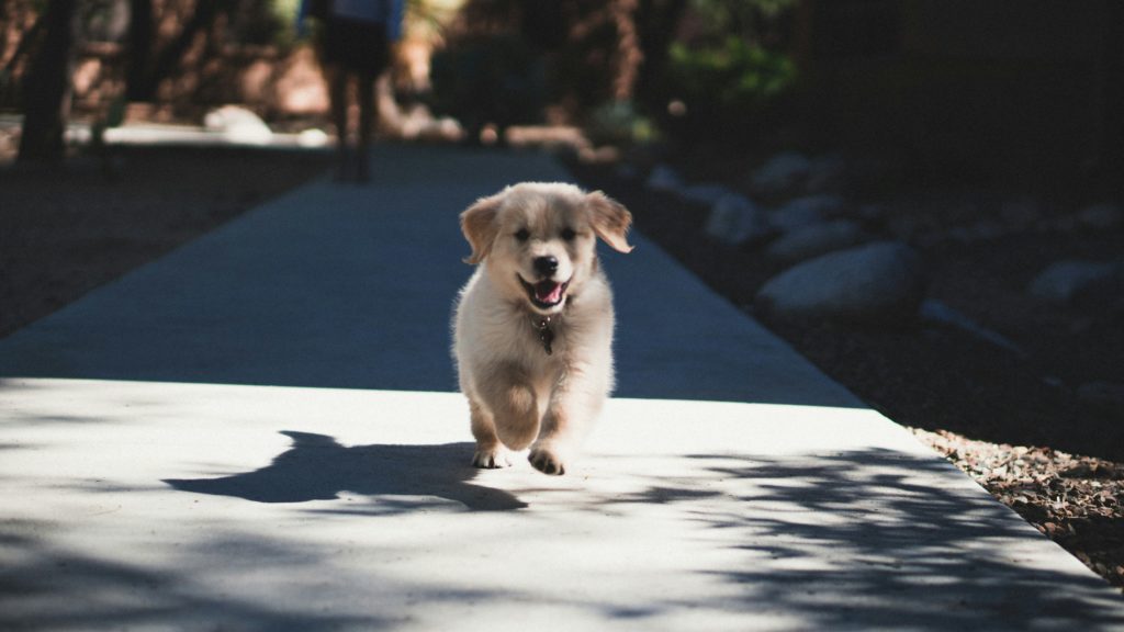 Golden Retriever