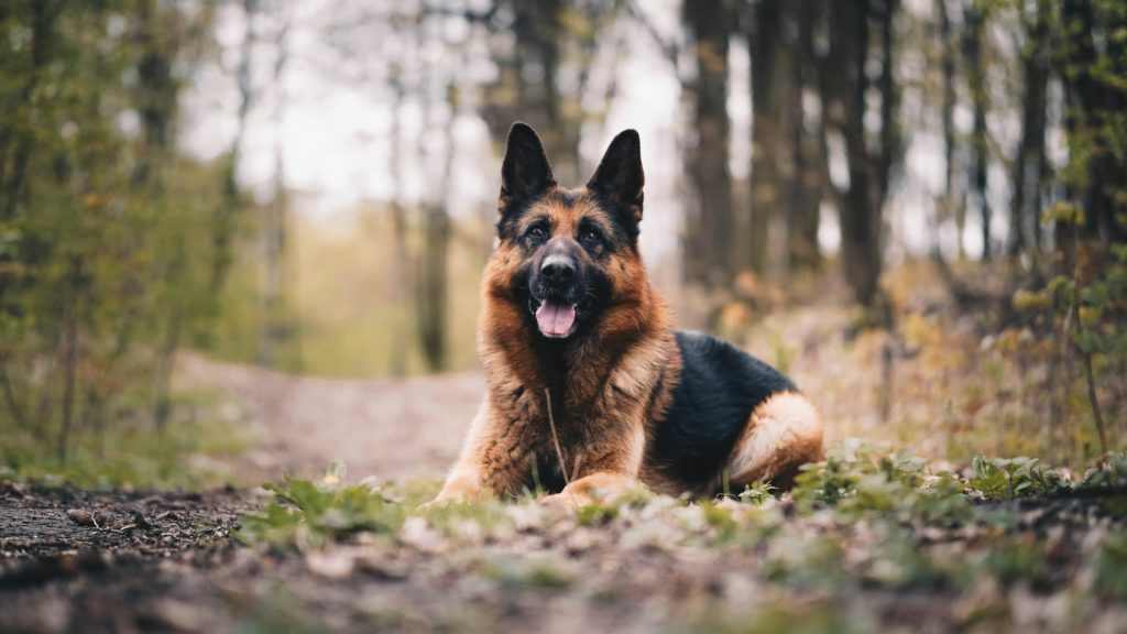 Le 10 razze di cani preferite in Italia