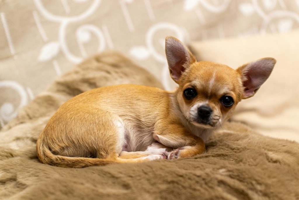 Le 10 razze di cani preferite in Italia