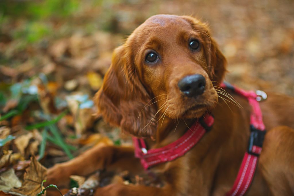 Setter irlandese