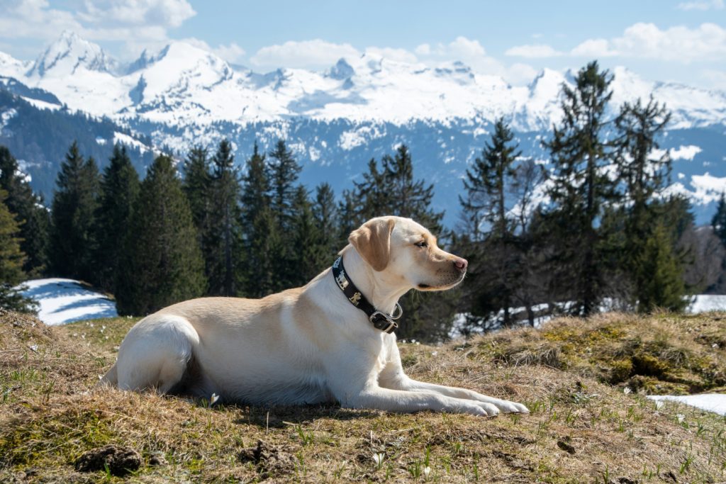 Le 10 razze di cani preferite in Italia