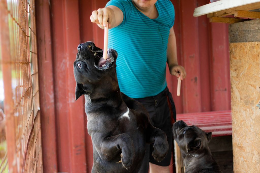 Le 10 razze di cani preferite in Italia