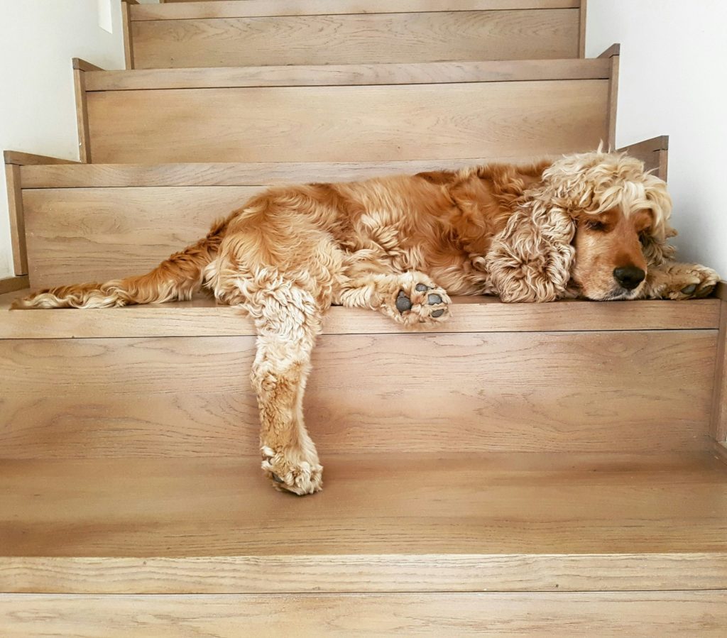 Le 10 razze di cani preferite in Italia
