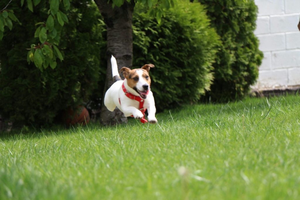 Le 10 razze di cani preferite in Italia