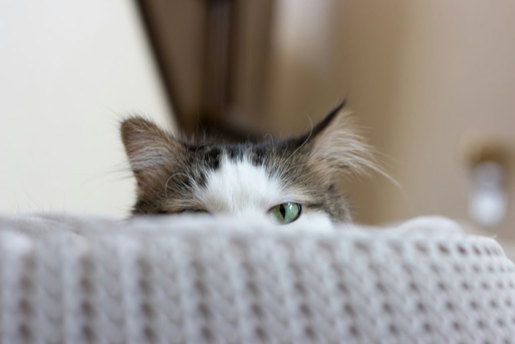 Come scegliere la migliore pensione per il tuo animale