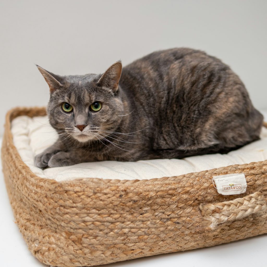 gatto in pensione