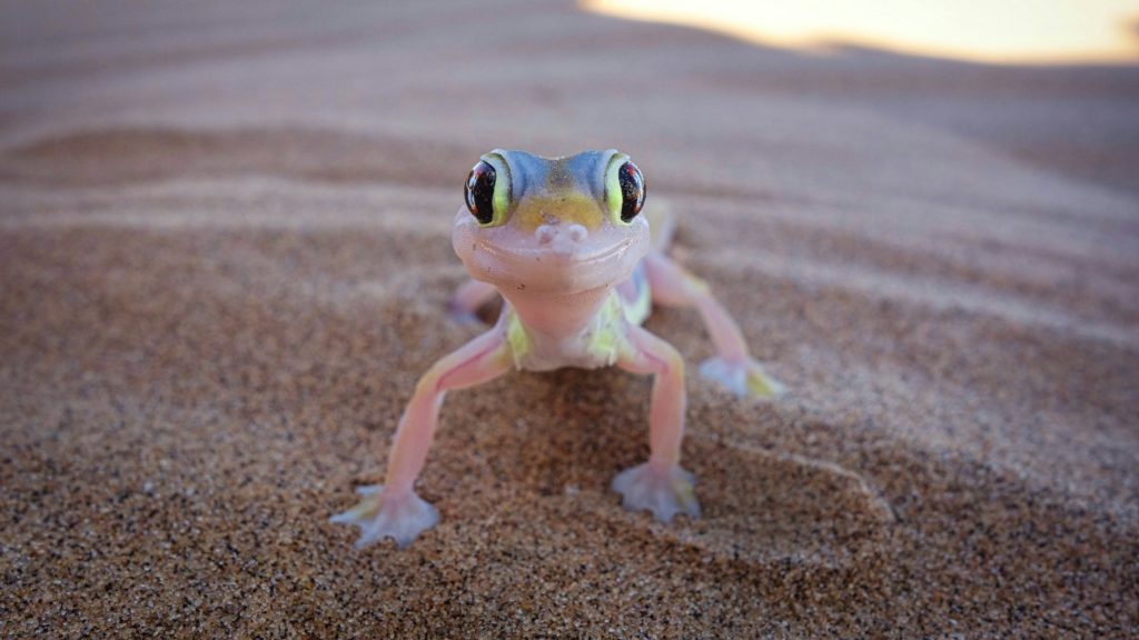 Geco nel deserto