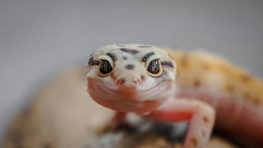il Geco animale da compagnia