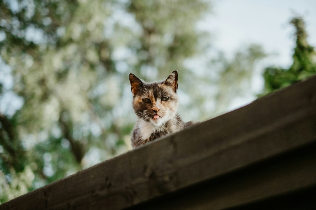 come allontanare i gatti dal giardino