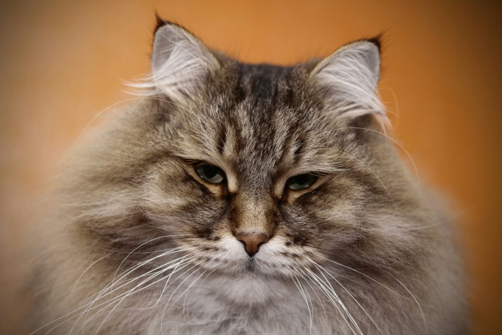 tutto sul gatto siberiano