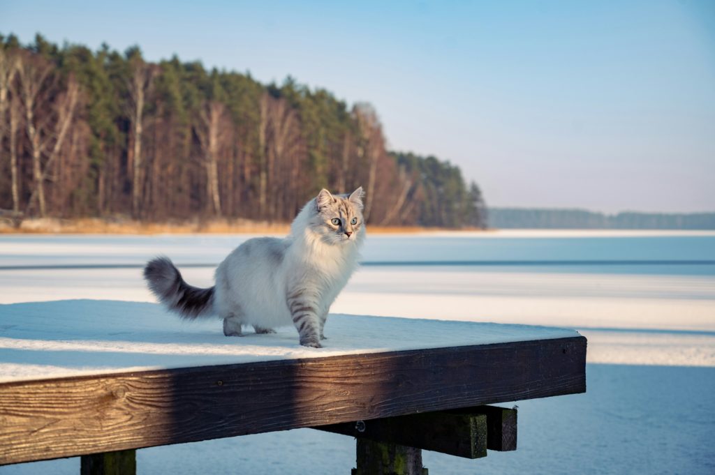 Tutto sul gatto siberiano