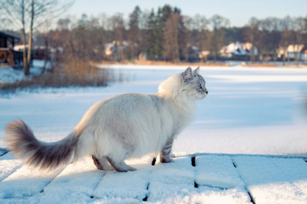 Tutto sul gatto siberiano