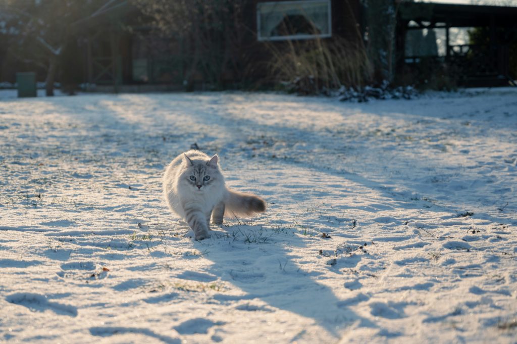 gatto siberiano