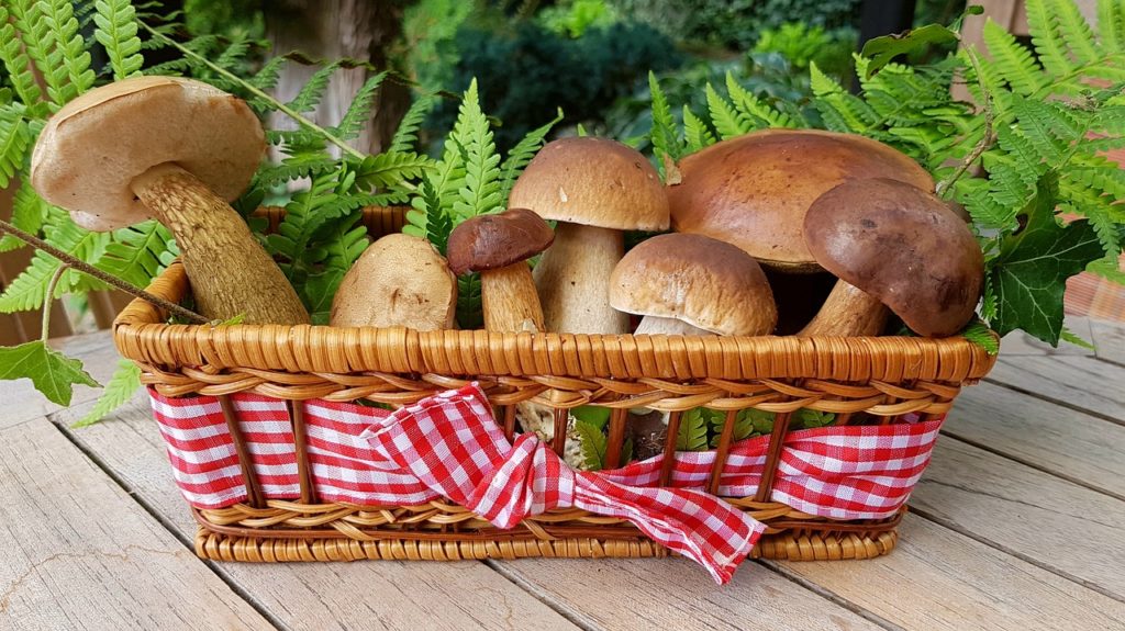 porcini autunno