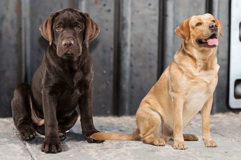 DIFFERENZE LABRADOR GOLDEN RETRIEVER