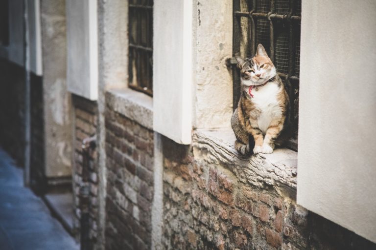 mete turistiche per amanti gatti