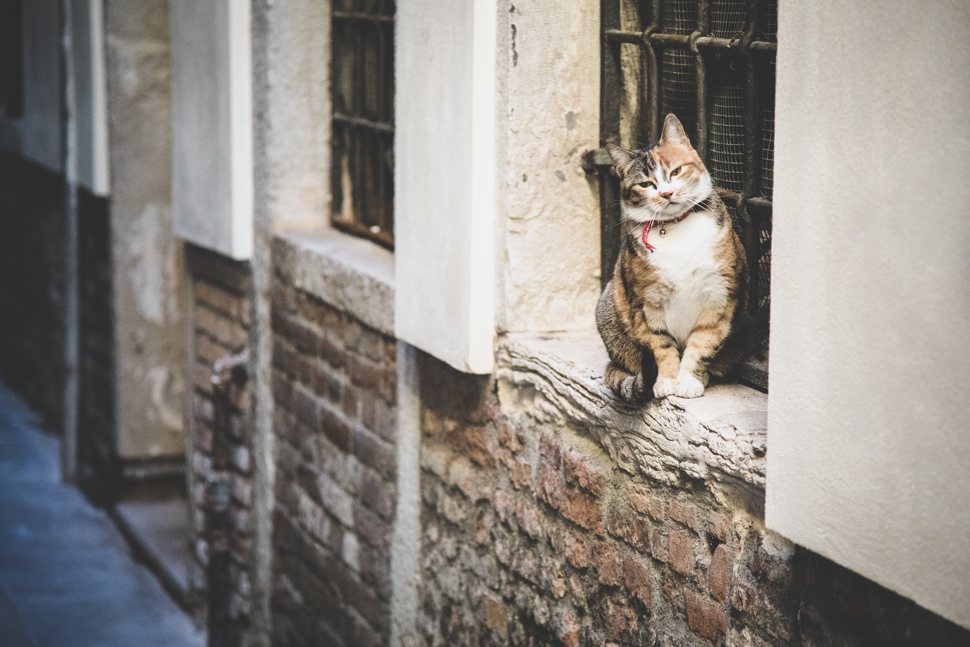 mete turistiche per amanti gatti