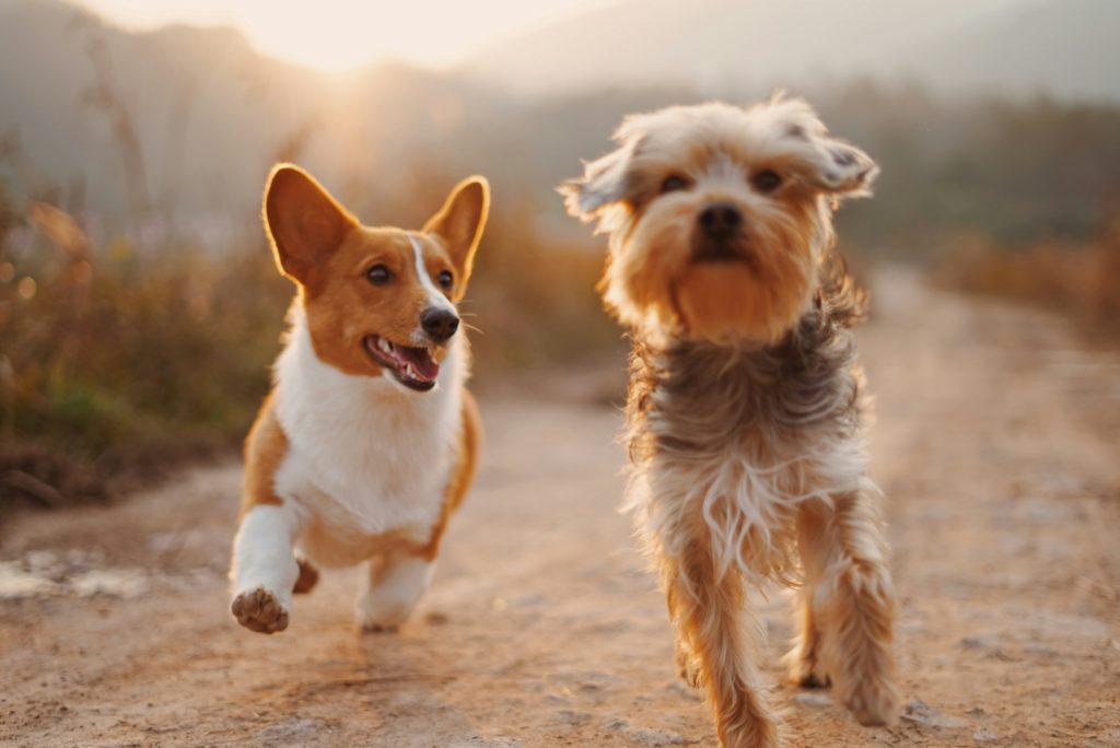 Che differenza c'è tra un cane meticcio e uno di razza?