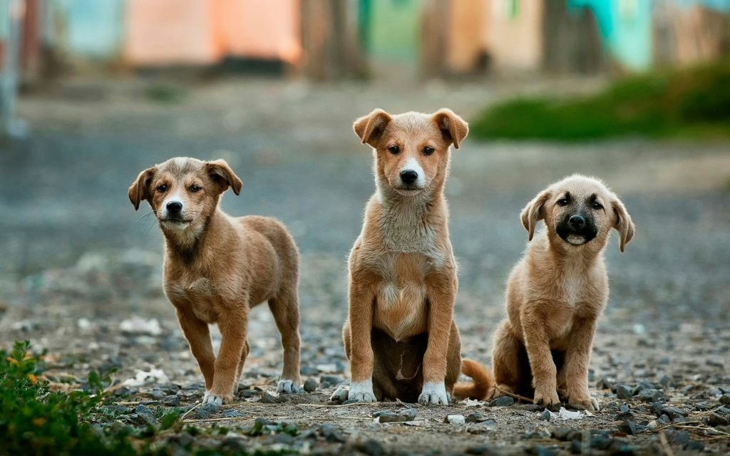 Che differenza c'è tra un cane meticcio e uno di razza?