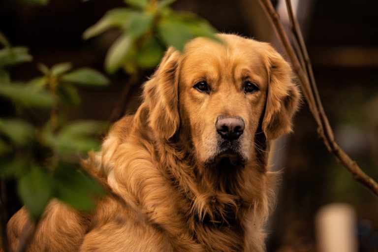 Cani di taglia media