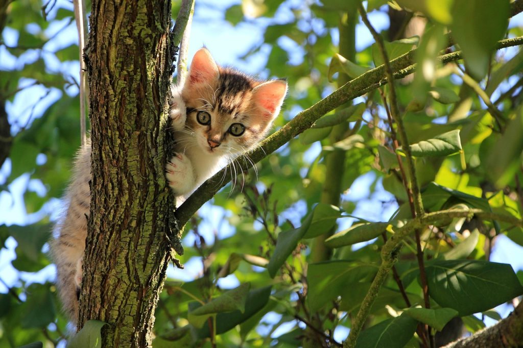 gatto gioco